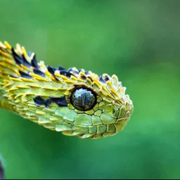 Царство рептилий🐢🐍🦎🐊