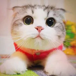 мемы,котики и милота