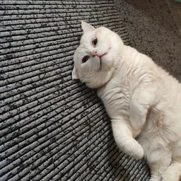 Британские котята