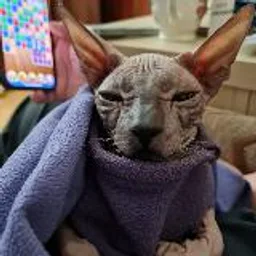 Донской Сфинкс Бастет 🐈‍⬛