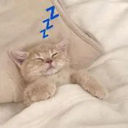 Спящие котики на каждый день