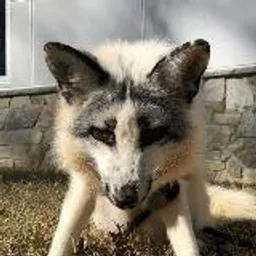 Foxes Here / Лисы