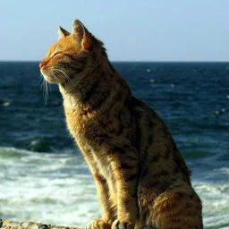 OZ Котик в Крыму