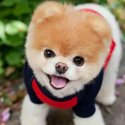Милота🐶| Все самое милое