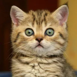 Школа котиков