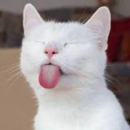Котофания