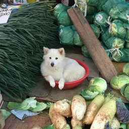 псинапс