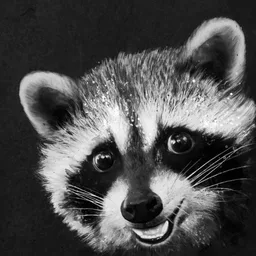 Racoon Free👍