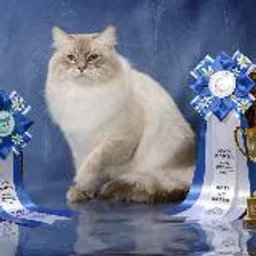 Siberian _Newseaprim 🐈 невские маскарадные котята