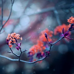 𝒯𝓊𝓂𝒷𝓁𝓇 𝒹𝓇𝑒𝒶𝓂𝓈