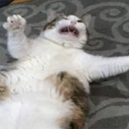 retarded.mp4