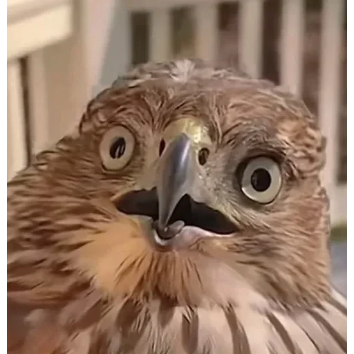 А хуй його зна — 5