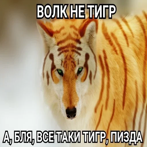 Антицирк — 1