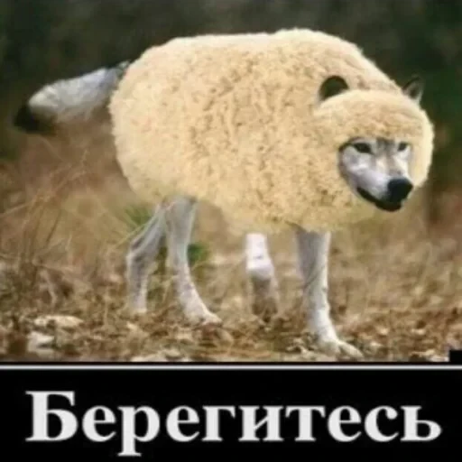 Антицирк — 12