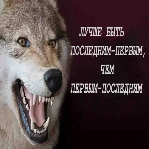 Антицирк — 14