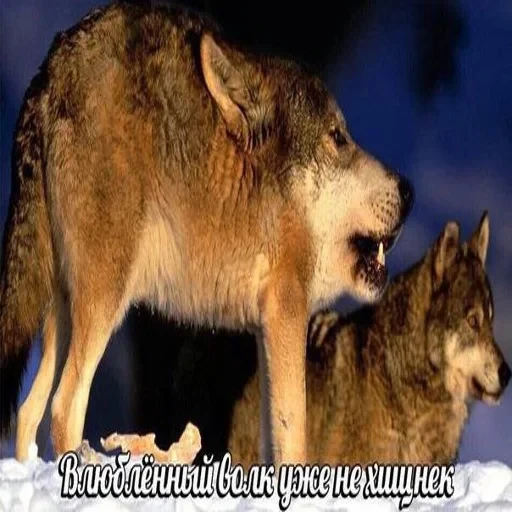 Антицирк — 4