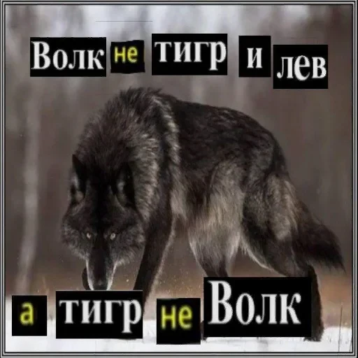 Антицирк — 6