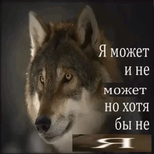 Антицирк — 7