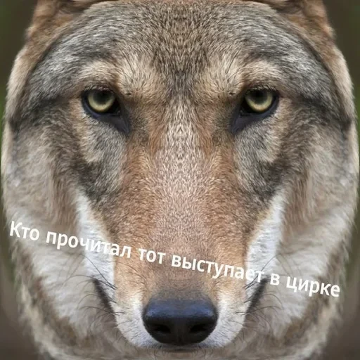 Антицирк — 10