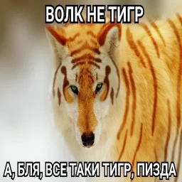 Антицирк