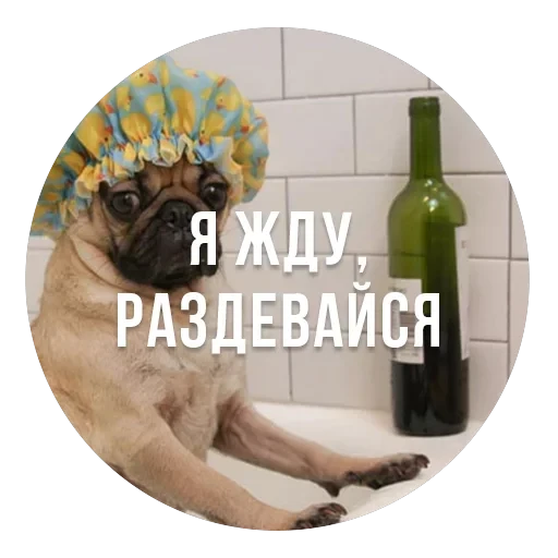 bad pugs — 1