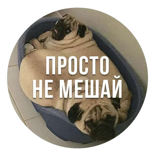 bad pugs — 11