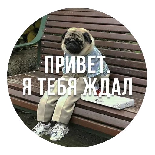 bad pugs — 12