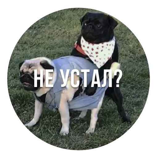 bad pugs — 13