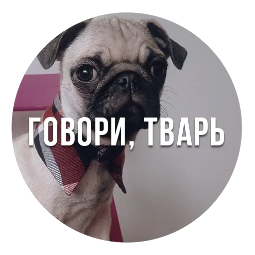 bad pugs — 14