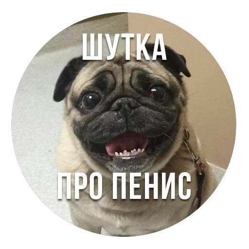 bad pugs — 15