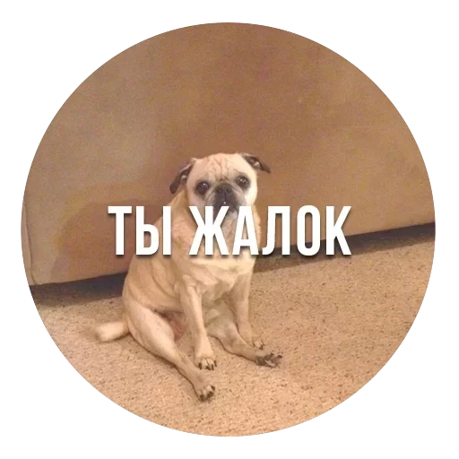 bad pugs — 17