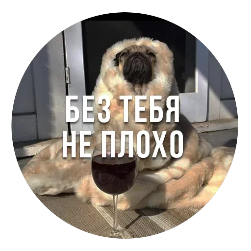 bad pugs — 18