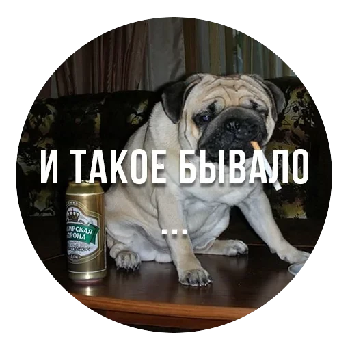 bad pugs — 3