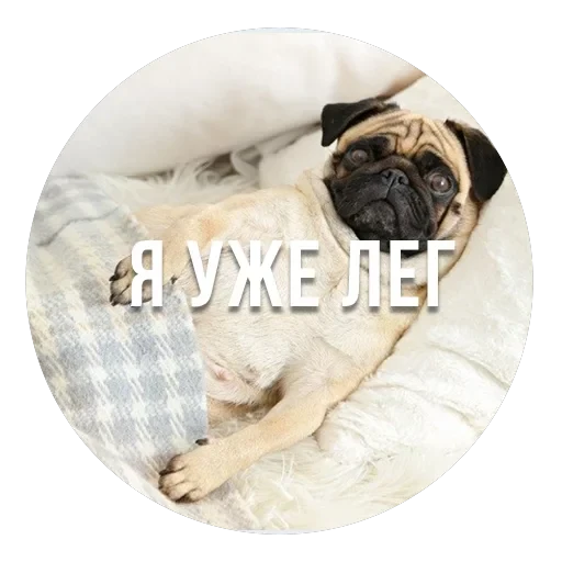 bad pugs — 4