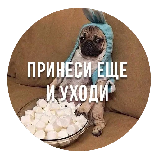 bad pugs — 5