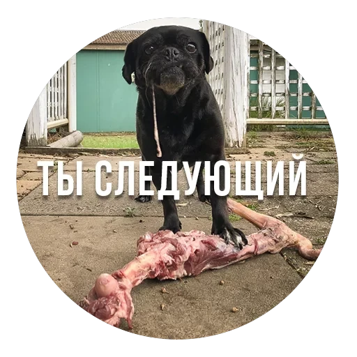 bad pugs — 6