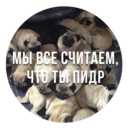 bad pugs — 7