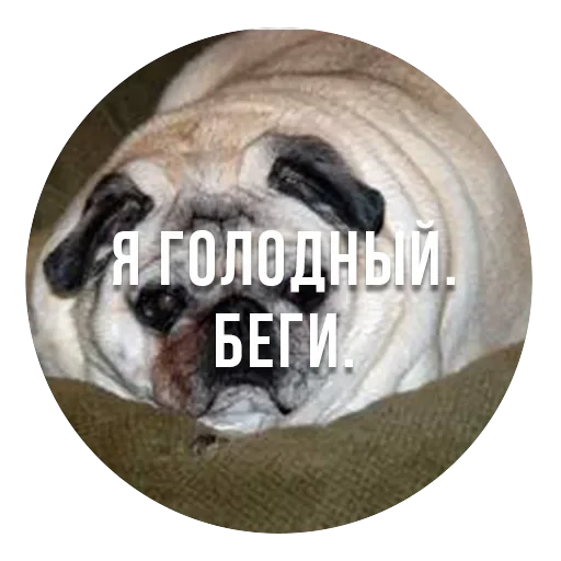 bad pugs — 8