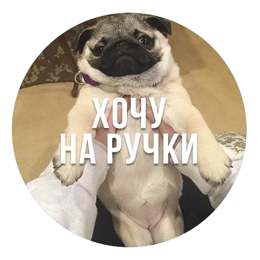 bad pugs — 10