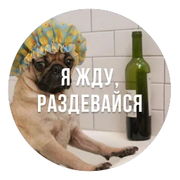 bad pugs