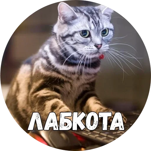Байной? — 11