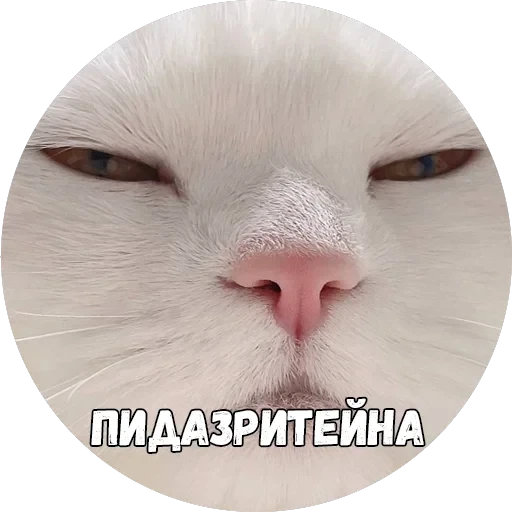 Байной? — 20