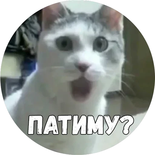 Байной? — 28