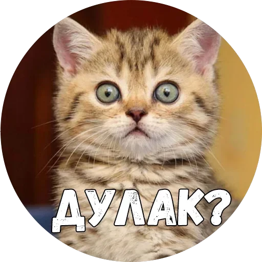 Байной? — 31