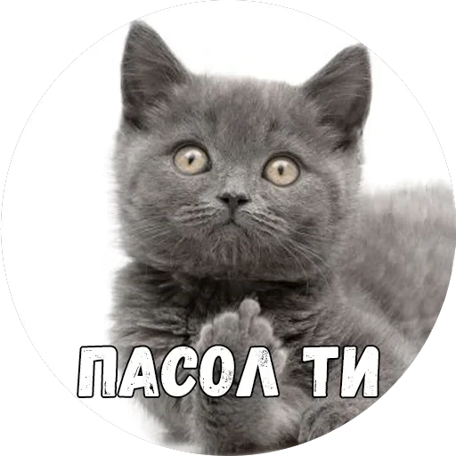 Байной? — 33