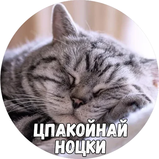 Байной? — 36
