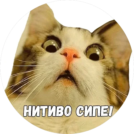 Байной? — 6