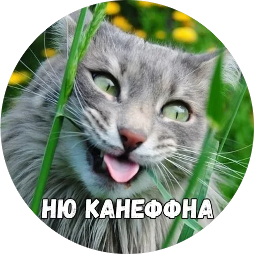 Байной? — 10