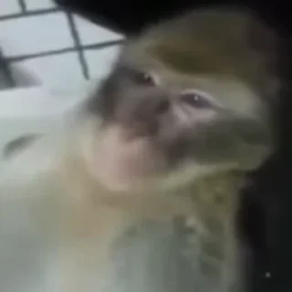 Бибизяны — 1