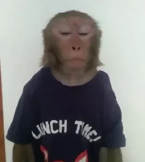Бибизяны — 2